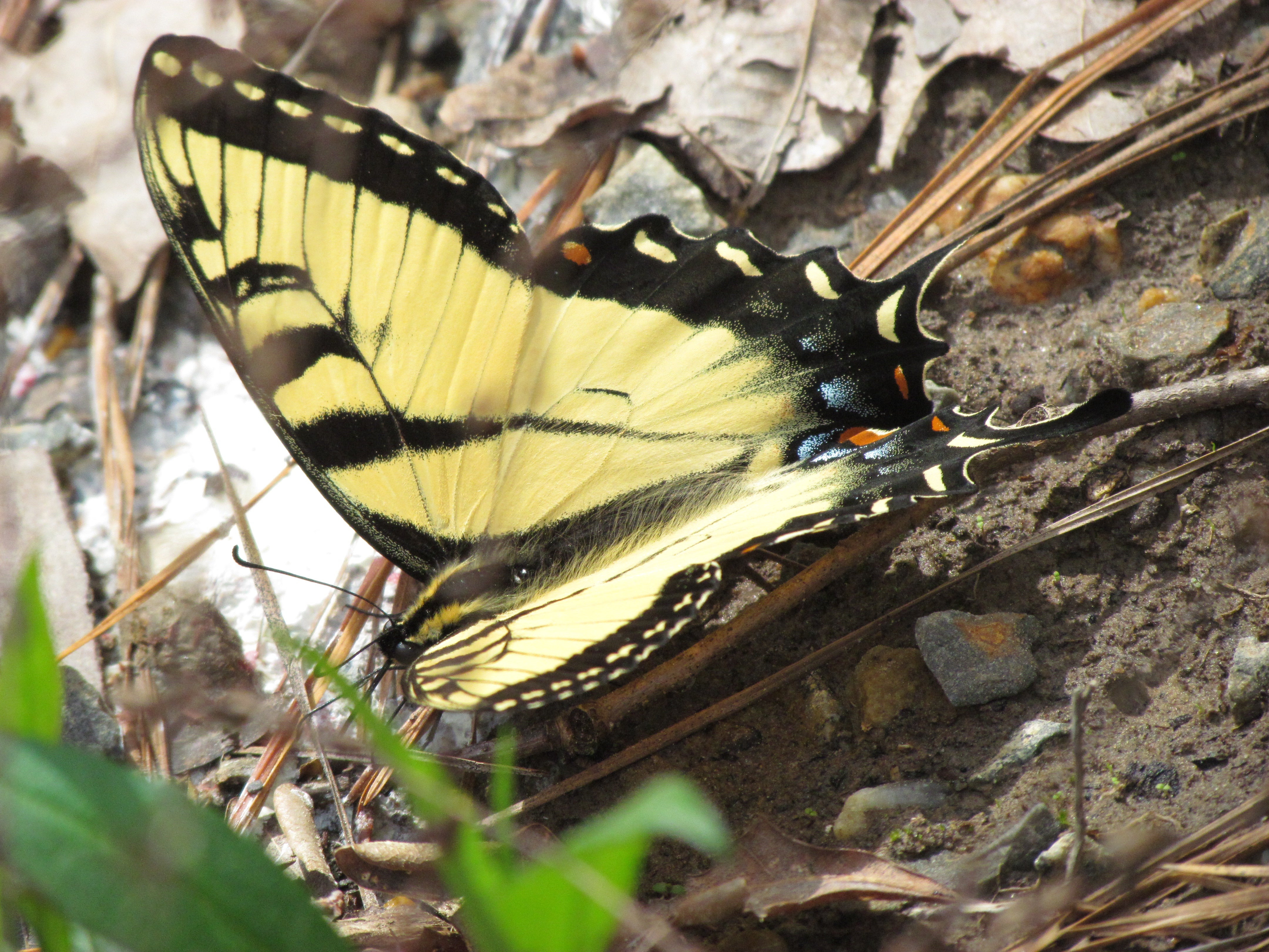 A photograph of a large, yellow butterfly with black stripes, landed on a mix of brown dirt and brown leaves. 